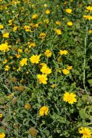 Chrysanthemum coronarium syn. Glebionis coronaria - Edible Chrysanthemum