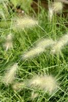 Pennisetum villosum 'De Wild' - Feathertop Grass