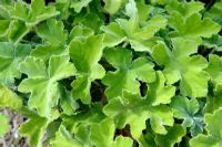 Pelargonium tomentosum - Peppermint Scented Geranium