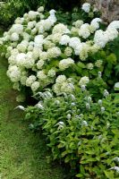 Lysimachia clethroides and Hydrangea arborescens 'Annabelle'