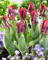 Tulipa 'Rococo' - deep red tulips 