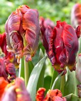 Tulipa Blumex 'Rococo' - deep red tulips 
