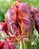 Tulipa Blumex - burnt red tulip
