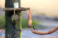 Birds on bird feeder