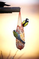 Birds on net bird feeder 