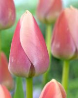 Tulipa 'Ollioules'