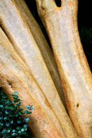 Luma apiculata - Chilean Myrtle tree trunk 