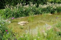 Eco bathing pool with marginal planting 