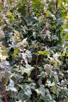 Atriplex hortensis - Orache or Mountain Spinach