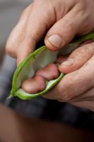 Opening broad bean 'Red Epicure' pod