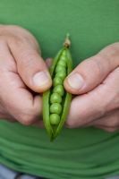 Shelling peas from pod 