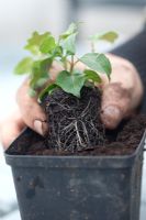 Re-potting and planting small fuchsia plant 