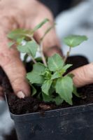 Re-potting and planting small Fuchsia plant 