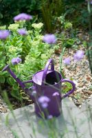 Purple watering can with Verbena bonariensis and Sedum spectabile 