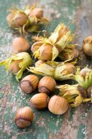 Hazelnuts on a wooden table 