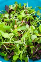 Turquoise bowl filled with microgreens - tiny baby salad leaves harvested when very young 
