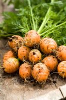 Daucus carota 'Parabell' AGM - freshly picked carrots on a wooden bench 