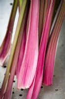 Celery 'Giant Red'