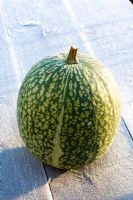Fig leaved gourd displayed on a frosty table 