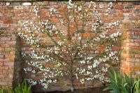 Prunus cerasus 'Morello' - Espaliered Morello cherry in blossom, fan trained against a brick wall 