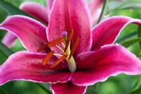 Lilium 'Rio Negro' syn L. 'Corvara'. New oriental lily hybrid