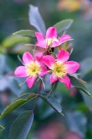 Flowers of Rosa glauca in Spring