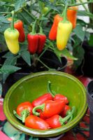 Home grown greenhouse Chillies - Capsicum 'Caldero'. UK , August