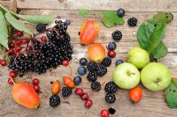 Selection of edible hedgerow fruits -  Crabapples, Elder berries, Sloes, Blackberries, Rosehips and Hawthorn berries, Norfolk, UK, Spetember