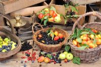 Selection of edible hedgerow fruits in baskets and trugs - Crabapples, Elder berries, Sloes, Blackberries, Rosehips and Hawthorn berries, Norfolk, UK, Spetember
 