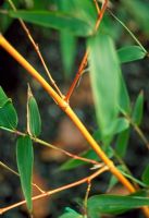 Phyllostachys 'Aureosulcata Aureacaulis' -  Bamboo