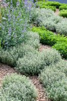 Culinary herbs growing in graveled garden 