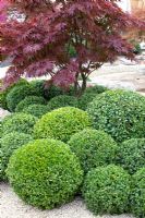 Ball clipped buxus under purple acer tree 
