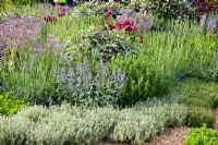 Herb garden of Thymus - Thyme, Borago officinalis - Borage, Lavandula, Rosmarinus - Rosemary and Nepeta - Catmint