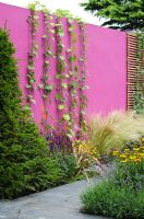 Ipomoea tricolor 'Heavenly Blue' trained up a pink painted wall, with Stipa tenuissima, Phormium, Salvia 'Caradonna', Helenium 'Wyndley', Lavandula 'Munstead' and clipped Taxus - Yew - 'Control the Uncontrollable Garden' - RHS Hampton Court Flower Show 2011
 