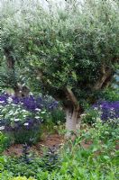 Olea europea - Olive tree underplanted with Orlaya grandiflora and Lavandula -Lavenders in 'The RHS Edible Garden', RHS Hampton Court Flower Show 2011