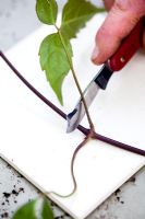 Step by step internodal cuttings of Clematis