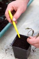 Step by step internodal cuttings of Clematis
