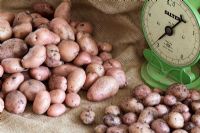 Solanum tuberosum - Potato 'Sarpo Mira', showing different yields in different compost