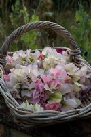 A trug basket of cut Sweet Peas - Lathyrus odoratus 'Kings High Scent' and 'Beth Chatto' - at Gowan Cottage, Suffolk. 29 July