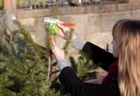 Woman buying Christmas Tree (Abies nordmanniana) in garden centre, checking label