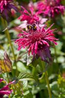 Bumble bee on Monarda 'Croftway Pink' Bergamot 