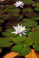 White water lily - Nymphaea 