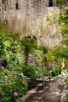 Wooden bench in an archway with white flowering wisteria at the botanical gardens of Trauttmansdorff Castle, Merano, Italy