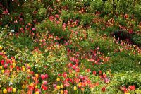 Mixed coloured tulips planted on a hill