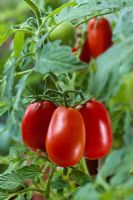 Dwarf Plum Tomato 'Roma'