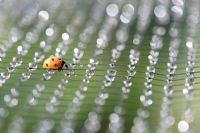 Ladybird on garden netting covered in raindrops