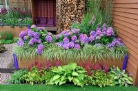 Hydrangea 'Teller Blue' with Carex 'Evergold' in timber frame raised bed - RHS Tatton Park Flower Show 2011 
