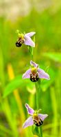 Ophrys Apifera - Bee Orchid