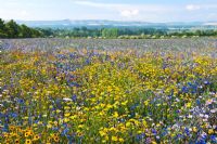 Private meadow in Sussex of Cornflowers, English and Californian Poppies, Corn marigolds and Coreopsis with the South Downs in the background, August
