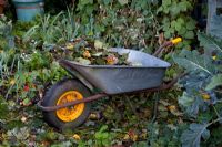 A wheel barrow packed with fallen leaves - The Cottage Smallholder, Suffolk, UK